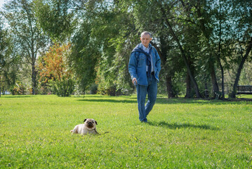 an elderly man walks with a pug in the park, selective focus