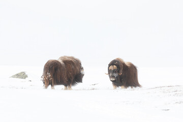 Musk Ox in wintertime in Dovrefjell Nationalpark Norway 