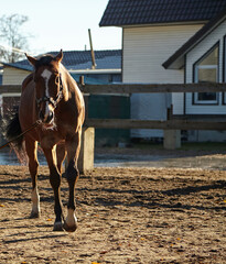 One-eyed bay horse on a long cord....