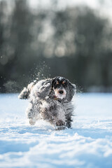 Dog in winter playing English cocker spaniel snow
