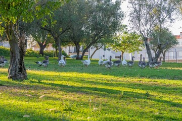 Geese in the Public Garden of Vendas Novas in Evora district, Portugal
