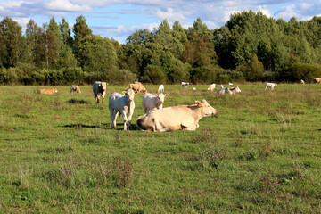 Fototapeta premium Cows in a farm field graze
