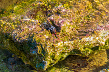 Stones rocks corals turquoise green blue water on beach Mexico.