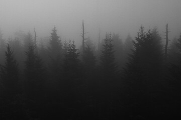 Evergreen trees in fog at Smoky Mountain National Park © Jacob