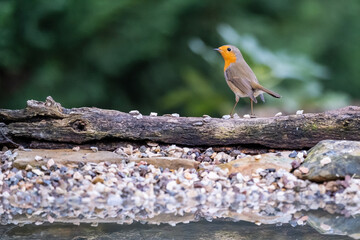 One of the most familiar birds in the parks and gardens of Europe, the robin. This is perched on a branch.
