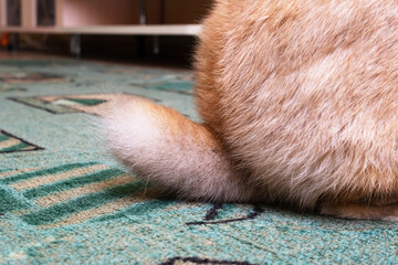Fluffy tail of a red rabbit closeup