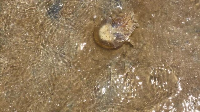 M&eacute;duse inoffensive rhizostoma sur une plage de Tha&iuml;lande
