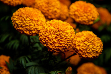 flor de d&iacute;a de muertos 