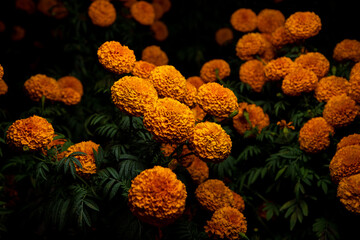 plantas de cempas&uacute;chil 