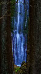 waterfall in Hoh Rainforest through trees
