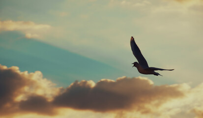 birds in the sky