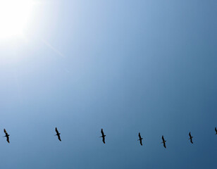 A flock of birds flies in a blue sky
