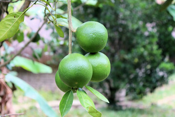 Oranges ripen on a tree branch, Fruit