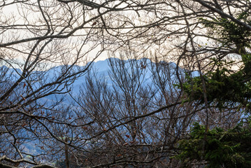 Durchblick durch den herbstlichen Wald auf die 'lpen vom Staffn