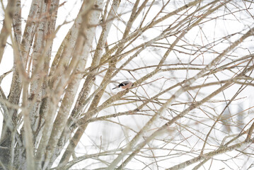 bullfinch bird sitting portrait on the tree