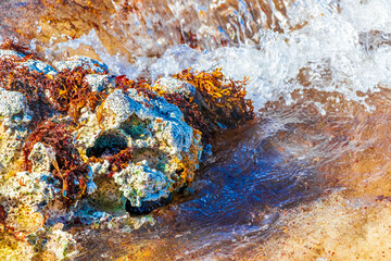 Stones rocks corals turquoise green blue water on beach Mexico.