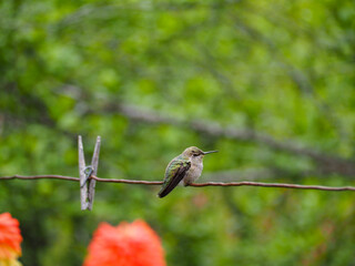 bird on a branch in spring