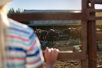 Herd of cows in paddock on farm