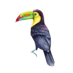 Toucan bird watercolor illustration. Hand drawn realistic keel-billed toucan rainforest native avian. Ramphastos sulfuratus on white background. Wildlife jungle tropical bird © anitapol