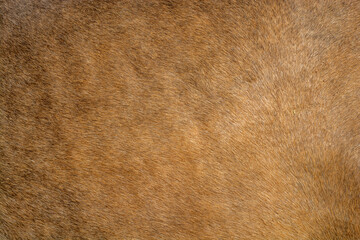 Brown fur texture of cow skin