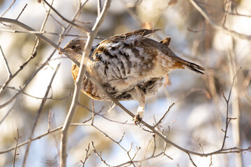Female ruffed grouse is foraging on the branch in the winter forest.