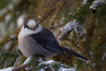 Bird Canada jay perched on the snowy spruce branch.