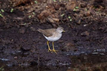Solitary sandpiper little bird is foraging in the swamp during migration.
