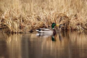 Two mallard ducks swimming in the pond with yellow reed.