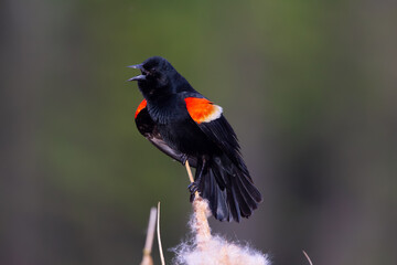 Red-winged blackbird in breeding plumage singing on the cattail.