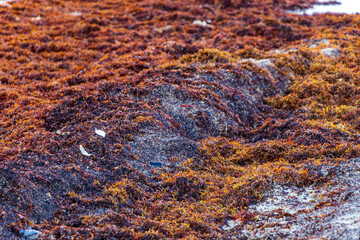Very disgusting red seaweed sargazo beach with garbage pollution Mexico.