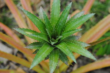 The ornamental pineapple