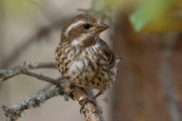 Profile look of the female purple finch on the spruce tree.