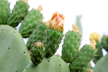 Green cacti with blooming flowers outdoors, closeup