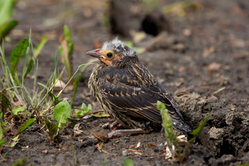 Young baby of Red winged blackbird is sitting on the ground.