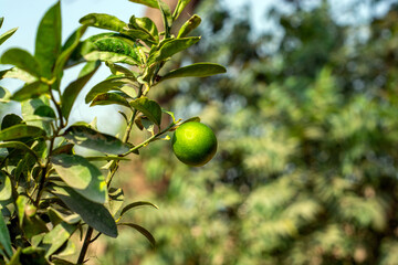 Green lemon on a tree