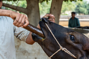 Veterinary doctor at livestock farm