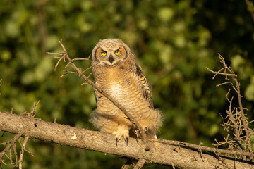 Young Great horned owl perched on the dead tree.