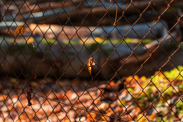 Old leaky metal fence in the forest. There is a colored leaf in the fence.
