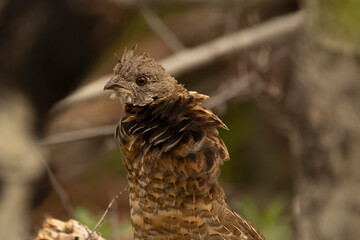 Portrait of young male Ruffed grouse with fluffed collar.