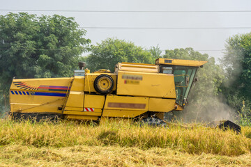combine harvester working on a rice field