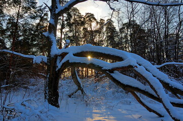 The sun in the winter Russian forest.  Moscow region, Russia. The sun's rays break through winter clouds and tree branches. Snowy Russian forest