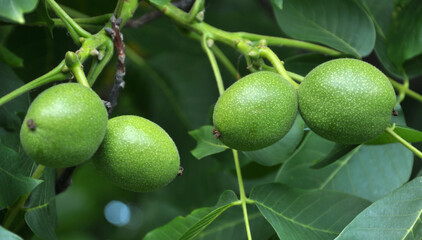 On a tree branch is a walnut that ripens with a green shell