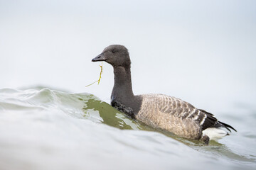 brant brent goose (Branta bernicla) portrait close up of an juvenile bird