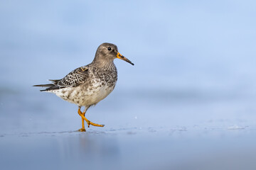 Purple Sandpiper (Calidris maritima) resting. Shorebird on the beach. Juvenile during autumn...