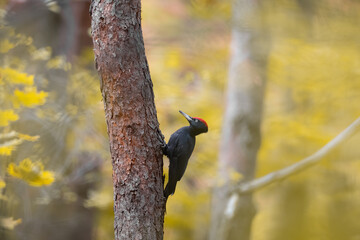 Black woodpecker on a pine tree