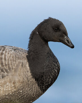 brant brent goose (Branta bernicla) portrait close up of an juvenile bird