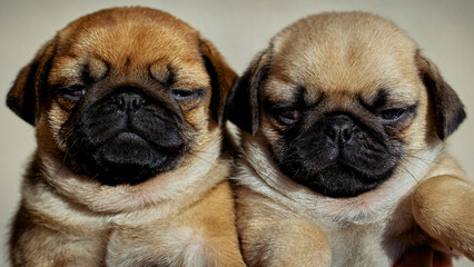 Close-up portrait of two cute pug puppies
