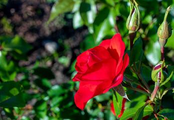 Beautiful red roses flowers, glossy and green leaves on shrub branches against the green foliage.