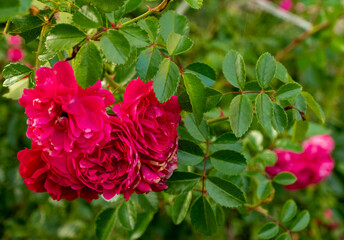 Beautiful red roses flowers, glossy and green leaves on shrub branches against the green foliage.