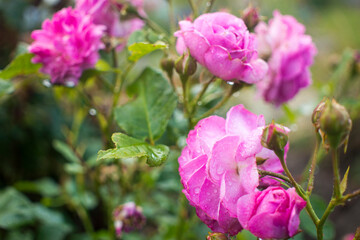 pink small roses bloom on a bush in summer